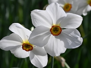 Pingstlilja 'Actaea'